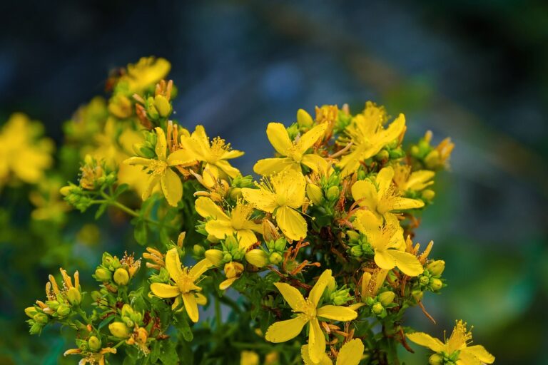 Echtes Johanniskraut ist Balsam für die Seele