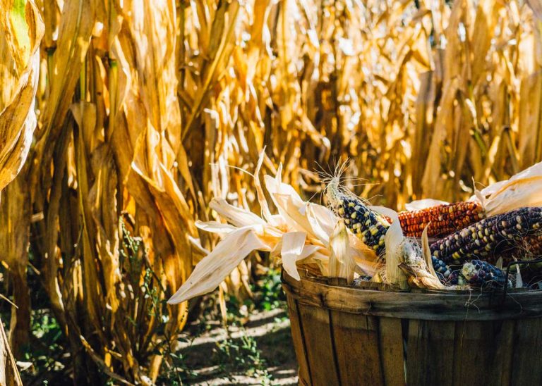 Herbstzeit – ErnteDANKzeit – WUNDERzeit