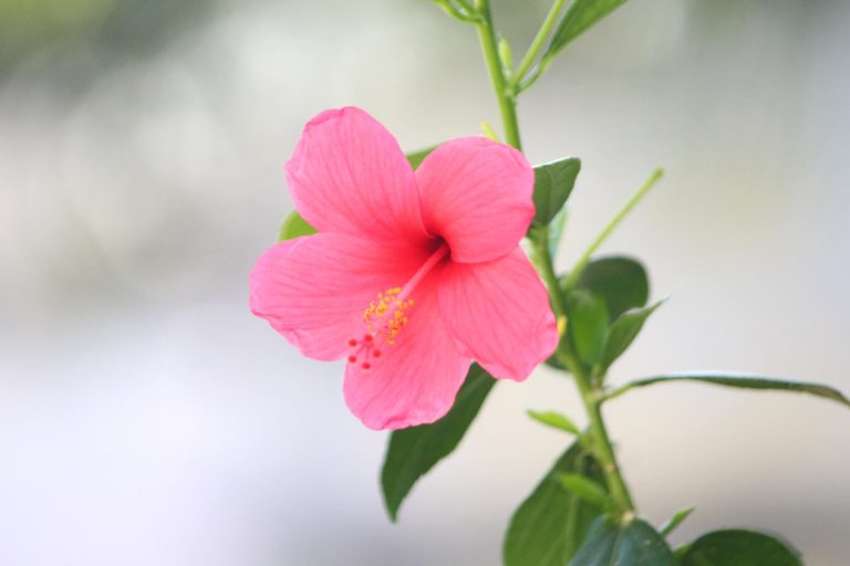 Hibiskusblüten