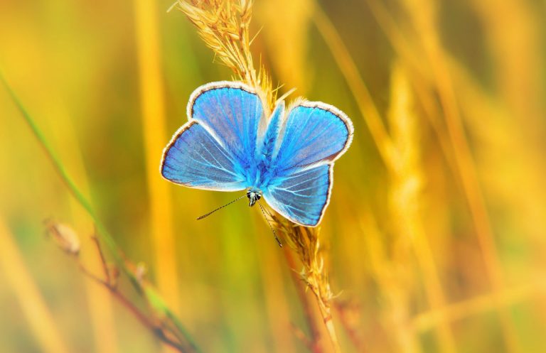 Die Schilddrüse – Wie ein Schmetterling in unserem Körper