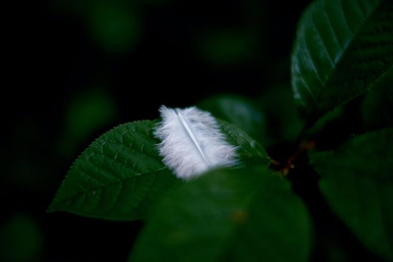 Entspannungsreise „die weiße Feder“